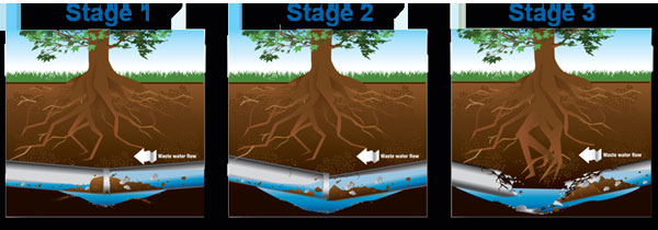 Root Intrusion Stages
